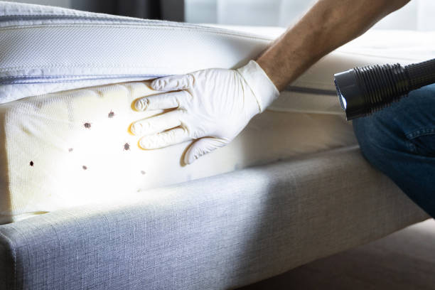 Best Affordable Pest Control Services  in Lakeside, VA