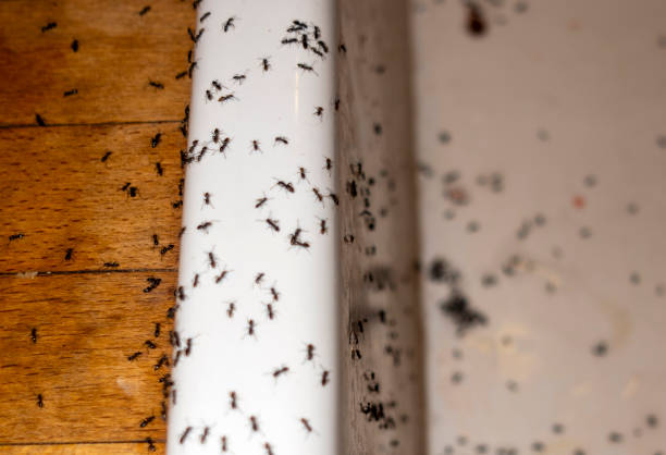 Best Wildlife Control Services  in Lakeside, VA