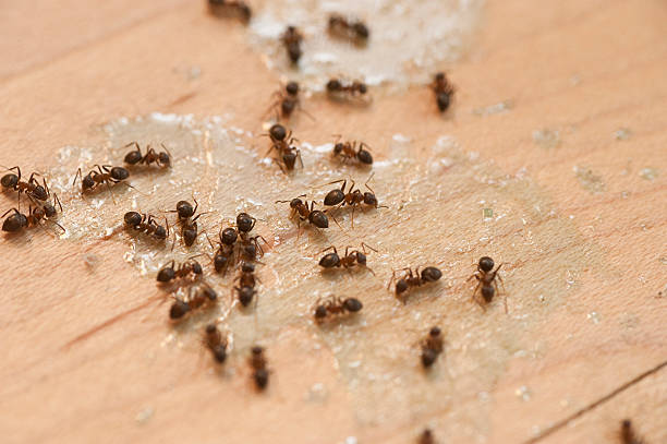 Best Flea Control Services  in Lakeside, VA