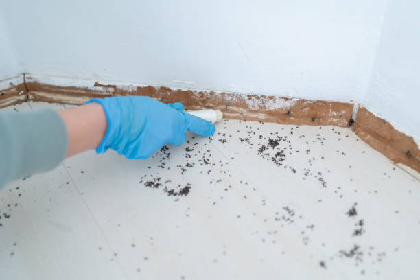 Best Wasp Removal Services  in Lakeside, VA